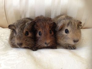 Three young guinea pigs